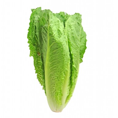 Lettuce