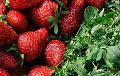 Viderer voluptatum te eum