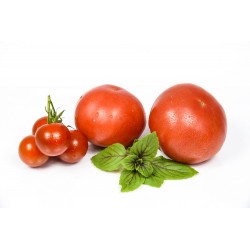 Tomatos