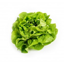 Iceberg lettuce