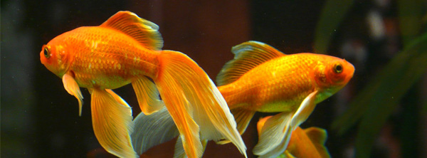 złote rybki
